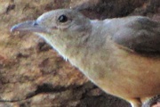 Sandstone Shrike-thrush (Colluricincla woodwardi)